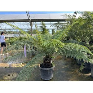 Diksónia antarktická (Dicksonia antarctica) – výška 100-120 cm, výška kmeňa 20-30 cm, kont. C45L